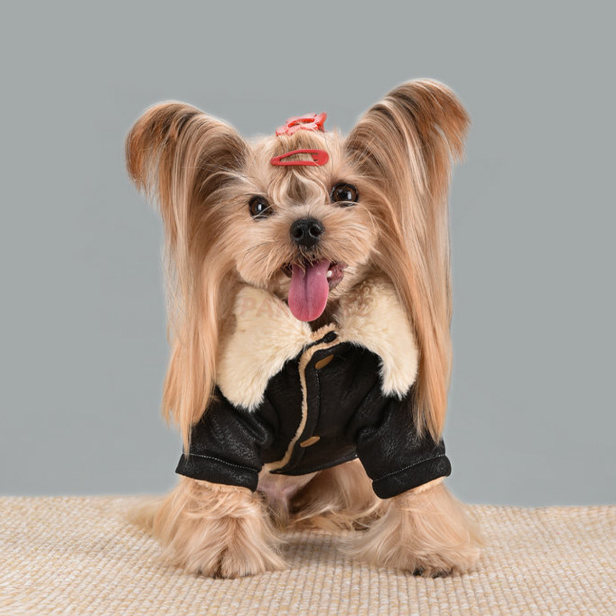 Winter Vintage Suede Dog Jacket