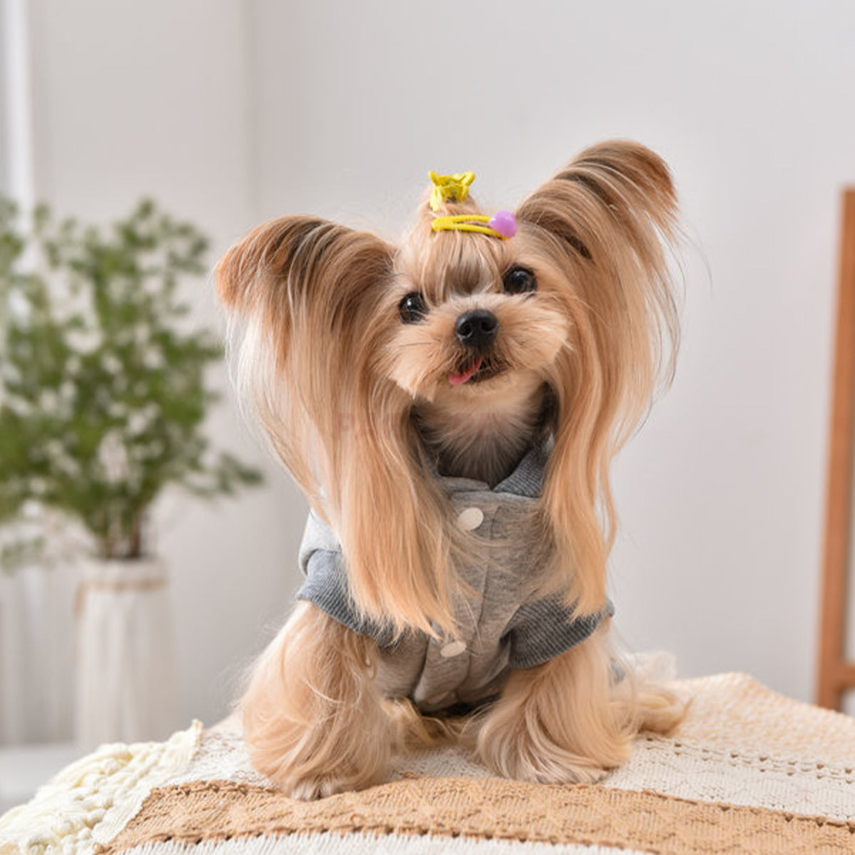 Printed Dog Fashion Coat