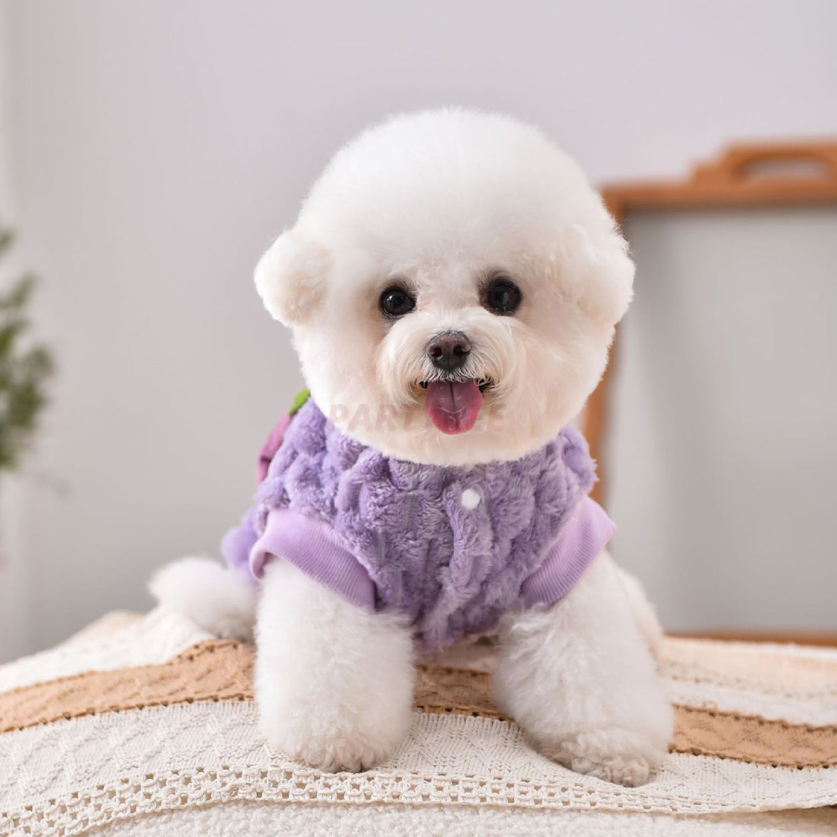 Dog Clothes Purple Eggplant Shaped