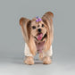 Leashable Dog Hooded Jacket Windproof Pet Apparel